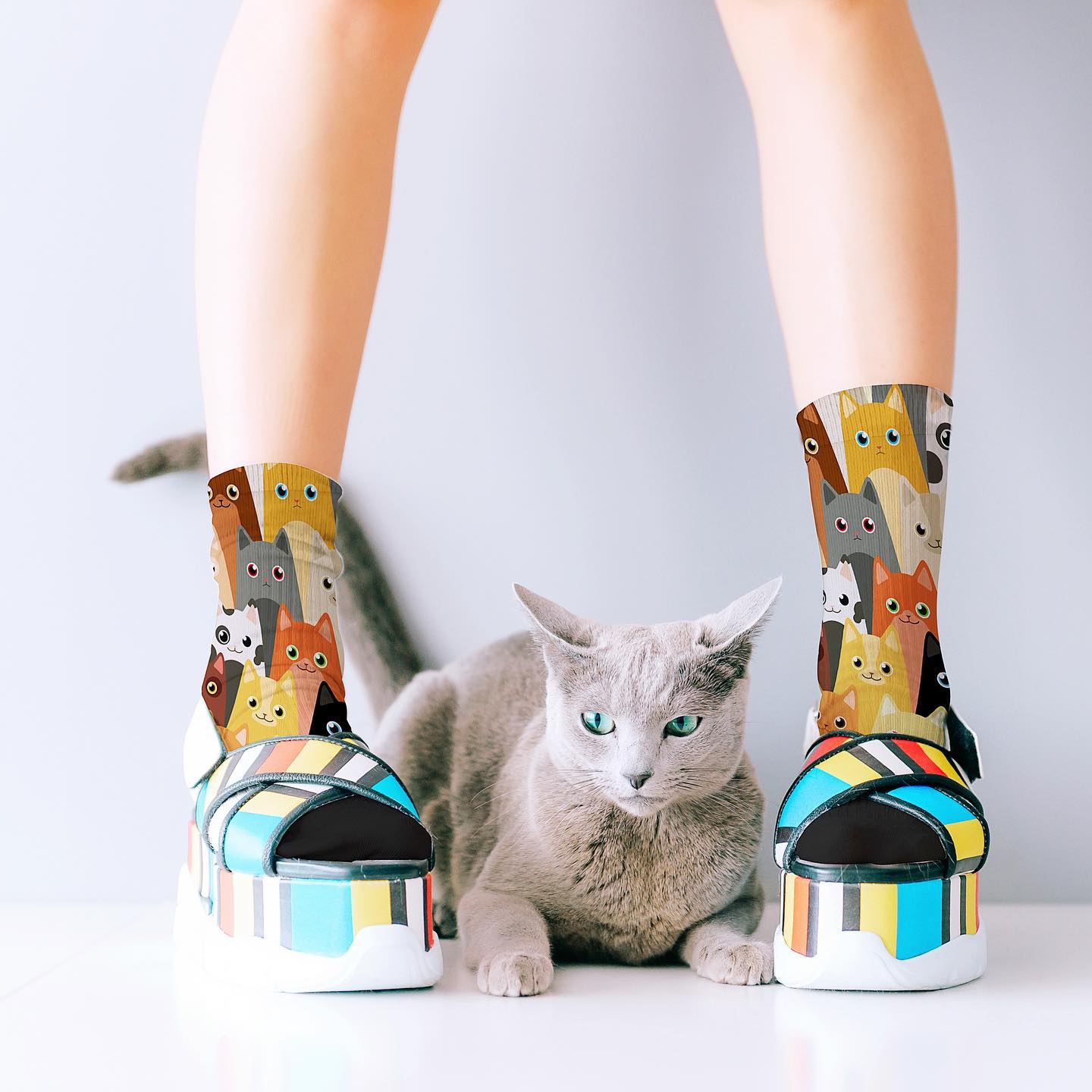 Cat Collection